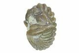Wide, Enrolled Flexicalymene Trilobite - Indiana #287771-2
